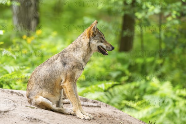 Eurasian wolf (Canis lupus lupus) sitting on a little sand hill in the forest, Hesse, Germany