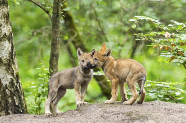 Eurasian wolf (Canis lupus lupus) cubs (youngster) on a little sand hill in the forest, Hesse, Germany
