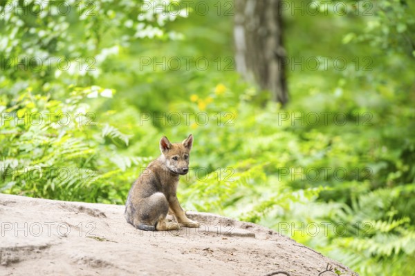 Eurasian wolf (Canis lupus lupus) cub (youngster) sitting on a little sand hill in the forest, Hesse, Germany