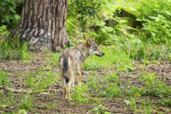 Eurasian wolf (Canis lupus lupus) standing in a forest, Hesse, Germany