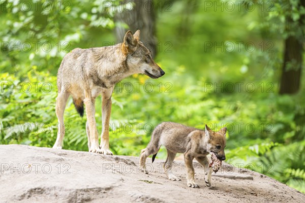Eurasian wolf (Canis lupus lupus) mother playing with her cub (youngster) on a little sand hill in the forest, Hesse, Germany