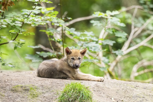 Eurasian wolf (Canis lupus lupus) cub (youngster) lying on a little sand hill in the forest, Hesse, Germany