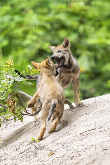 Eurasian wolf (Canis lupus lupus) cubs (youngster) on a little sand hill in the forest, Hesse, Germany
