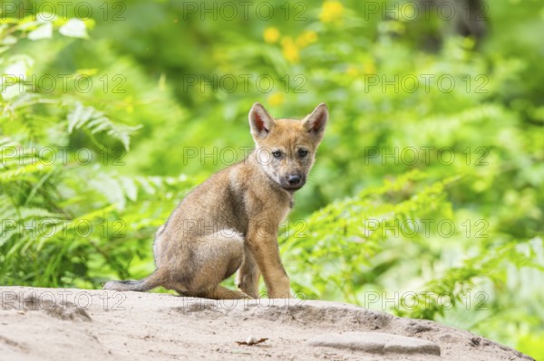 Eurasian wolf (Canis lupus lupus) cub (youngster) sitting on a little sand hill in the forest, Hesse, Germany