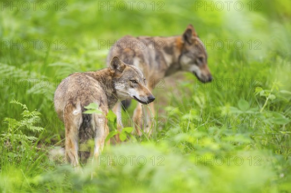 Eurasian wolf (Canis lupus lupus) walking in a forest, Hesse, Germany