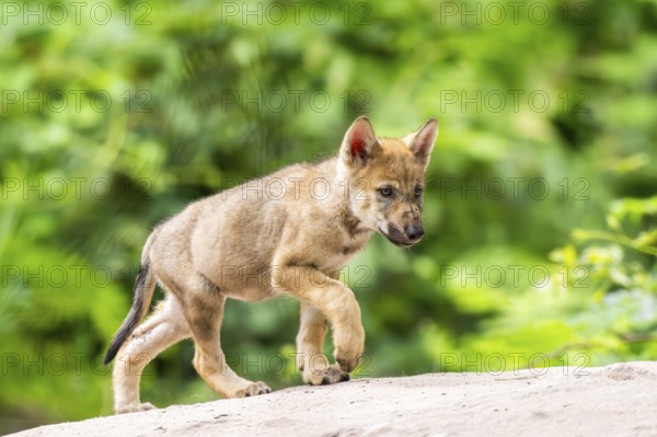 Eurasian wolf (Canis lupus lupus) cub (youngster) walking on a little sand hill in the forest, Hesse, Germany