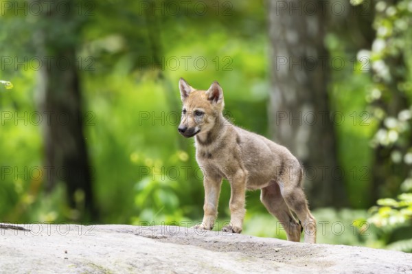 Eurasian wolf (Canis lupus lupus) cub (youngster) standing on a little sand hill in the forest, Hesse, Germany