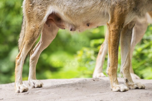 Eurasian wolf (Canis lupus lupus), teats, milk, detail, Hesse, Germany