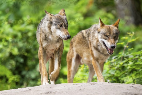 Eurasian wolves (Canis lupus lupus) walking on a little sand hill in the forest, Hesse, Germany