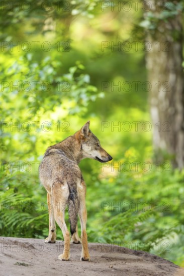 Eurasian wolf (Canis lupus lupus) standing on a little sand hill in the forest, Hesse, Germany