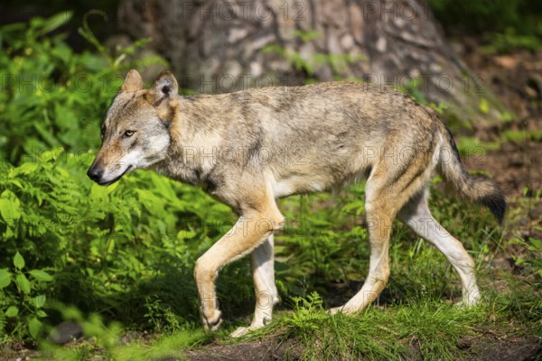 Eurasian wolves (Canis lupus lupus), walking in the forest, Hesse, Germany