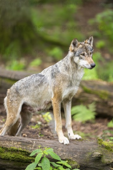Eurasian wolf (Canis lupus lupus) standing on an old tree trunk in a forest, Hesse, Germany
