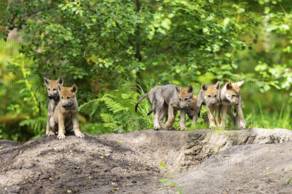 Eurasian wolf (Canis lupus lupus) cubs (youngster) on a little sand hill in the forest, Hesse, Germany