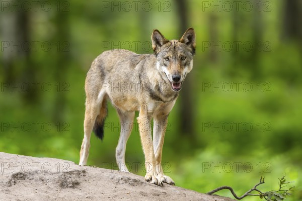 Eurasian wolf (Canis lupus lupus) standing on a little sand hill in the forest, Hesse, Germany