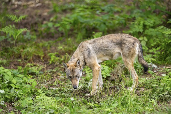 Eurasian wolf (Canis lupus lupus) standing in a forest, Hesse, Germany