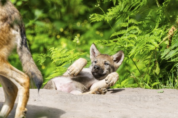 Eurasian wolf (Canis lupus lupus) cub (youngster) lying on a little sand hill in the forest, Hesse, Germany
