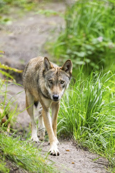 Eurasian wolf (Canis lupus lupus) walking in a forest, Hesse, Germany
