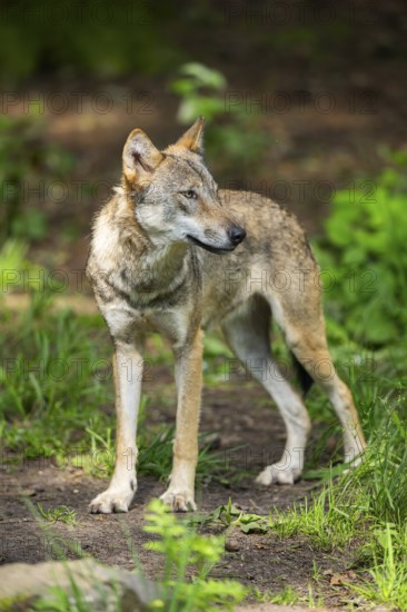 Eurasian wolf (Canis lupus lupus) standing in a forest, Hesse, Germany