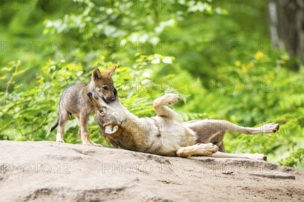 Eurasian wolf (Canis lupus lupus) mother playing with her cub (youngster) on a little sand hill in the forest, Hesse, Germany