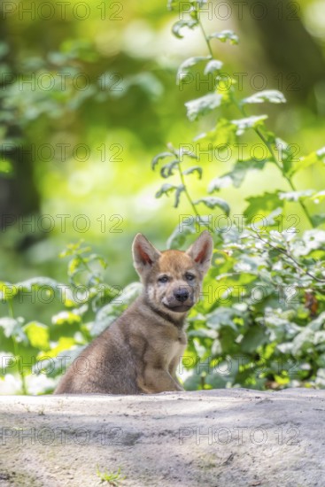 Eurasian wolf (Canis lupus lupus) cub (youngster) sitting on a little sand hill in the forest, Hesse, Germany