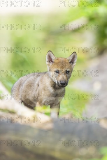 Eurasian wolf (Canis lupus lupus) cub (youngster) standing in the forest, Hesse, Germany