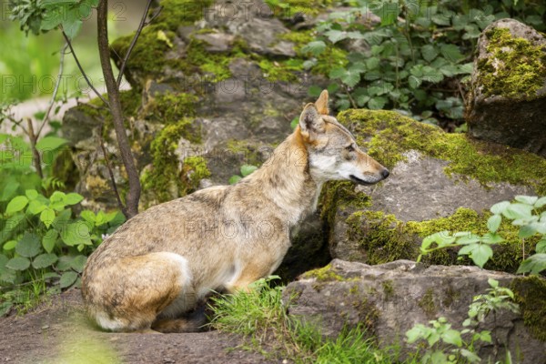 Eurasian wolf (Canis lupus lupus) lying in the forest, Hesse, Germany