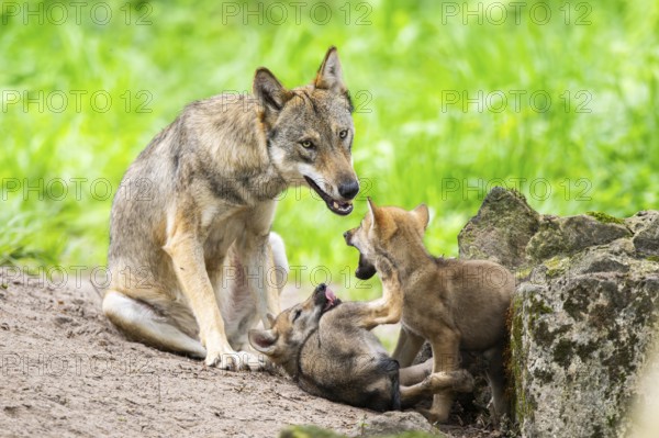 Eurasian wolf (Canis lupus lupus) morther playing with her cubs (youngster) on a little sand hill in the forest, Hesse, Germany