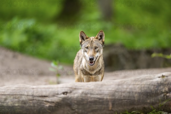 Eurasian wolf (Canis lupus lupus) in the forest, Hesse, Germany