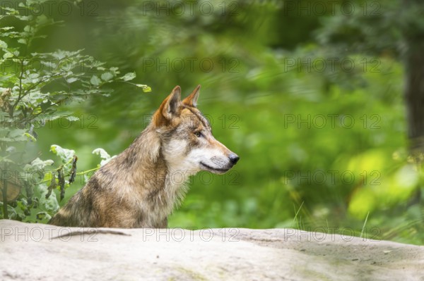 Eurasian wolf (Canis lupus lupus) in a forest, Hesse, Germany