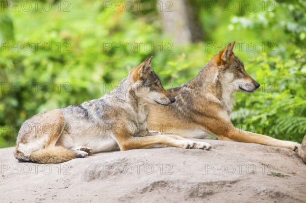 Eurasian wolves (Canis lupus lupus) lying on a little hill in a forest, Hesse, Germany
