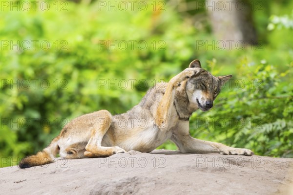 Eurasian wolf (Canis lupus lupus) lying on a little sand hill in the forest, Hesse, Germany