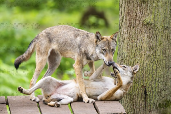 Eurasian wolves (Canis lupus lupus), captive, Hesse, Germany