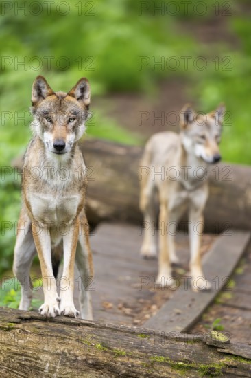Eurasian wolf (Canis lupus lupus) standing on an old tree trunk in a forest, Hesse, Germany