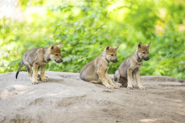 Eurasian wolf (Canis lupus lupus) cubs (youngster) on a little sand hill in the forest, Hesse, Germany