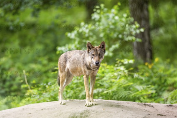 Eurasian wolf (Canis lupus lupus) standing on a little sand hill in the forest, Hesse, Germany