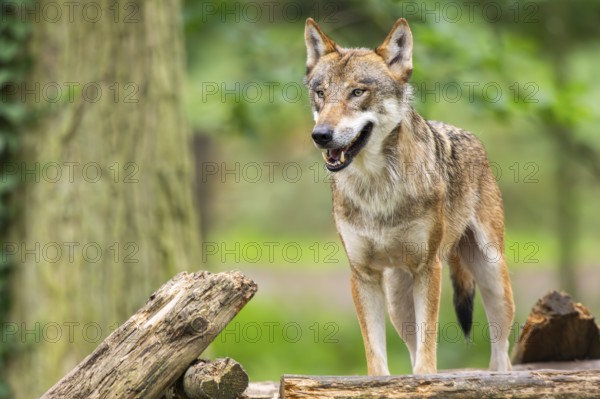 Eurasian wolf (Canis lupus lupus) standing in a forest, Hesse, Germany
