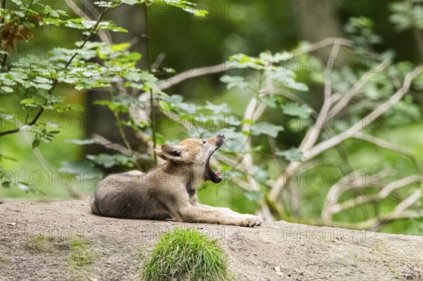 Eurasian wolf (Canis lupus lupus) cub (youngster) lying on a little sand hill in the forest, Hesse, Germany