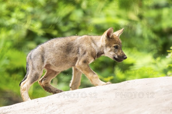 Eurasian wolf (Canis lupus lupus) cub (youngster) walking on a little sand hill in the forest, Hesse, Germany