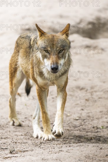 Eurasian wolf (Canis lupus lupus) walking on a little sand hill in the forest, Hesse, Germany