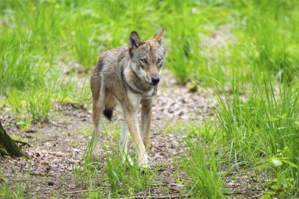 Eurasian wolves (Canis lupus lupus), walking in the forest, Hesse, Germany