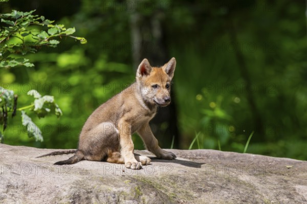 Eurasian wolf (Canis lupus lupus) cub (youngster) sitting on a little sand hill in the forest, Hesse, Germany