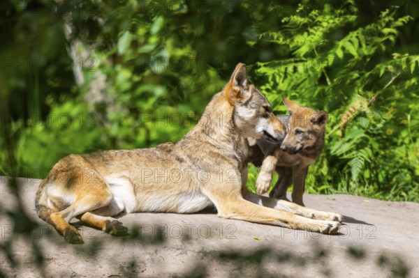 Eurasian wolf (Canis lupus lupus) mother playing with her cub (youngster) on a little sand hill in the forest, Hesse, Germany