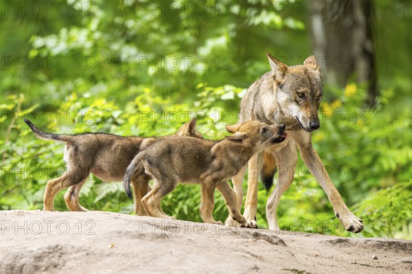 Eurasian wolf (Canis lupus lupus) mother playing with her cubs (youngster) on a little sand hill in the forest, Hesse, Germany