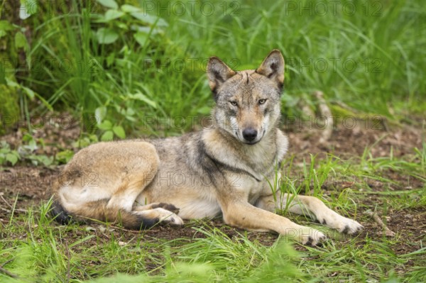 Eurasian wolf (Canis lupus lupus) lying in a forest, Hesse, Germany