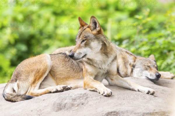 Eurasian wolf (Canis lupus lupus) lying on a little sand hill in the forest, Hesse, Germany