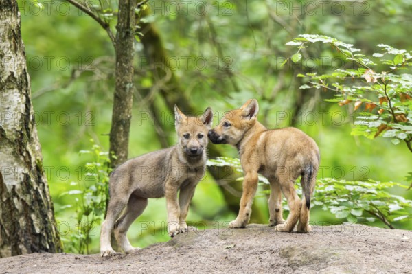 Eurasian wolf (Canis lupus lupus) cubs (youngster) on a little sand hill in the forest, Hesse, Germany