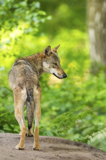Eurasian wolf (Canis lupus lupus) standing on a little sand hill in the forest, Hesse, Germany