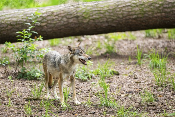 Eurasian wolf (Canis lupus lupus) standing in a forest, Hesse, Germany