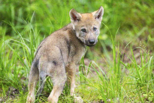 Eurasian wolf (Canis lupus lupus) cub (youngster) standing in the forest, Hesse, Germany