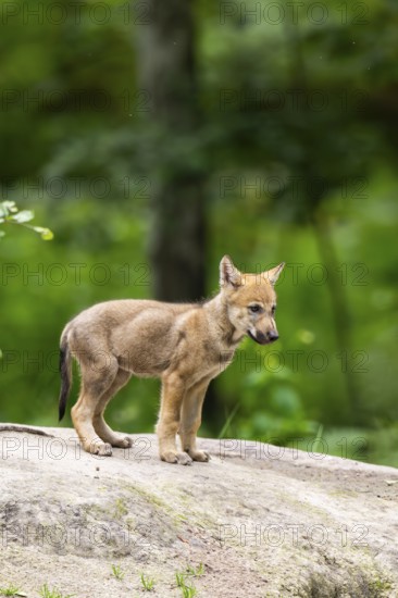 Eurasian wolf (Canis lupus lupus) cub (youngster) standing on a little sand hill in the forest, Hesse, Germany